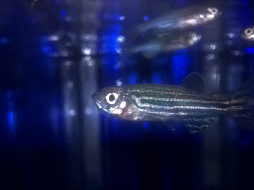 CCMAR @t media: Os peixes podem ajudar a combater a osteoporose? Generic representation of CCMAR @t media: Os peixes podem ajudar a combater a osteoporose?