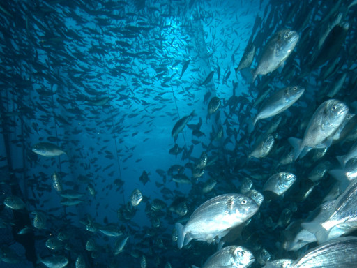 European Council commissions study on fish welfare to CCMAR researchers Generic representation of European Council commissions study on fish welfare to CCMAR researchers