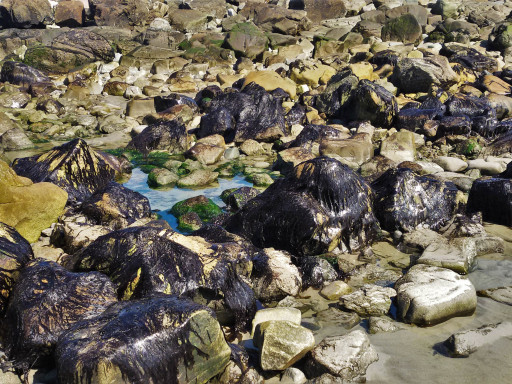 The Iberian Peninsula was a red algae refuge during ice ages Generic representation of The Iberian Peninsula was a red algae refuge during ice ages
