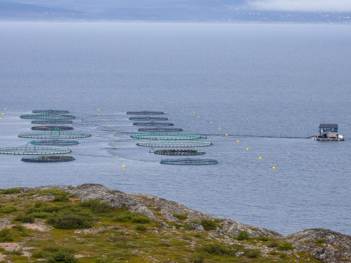 Novo guia identifica estratégias para melhorar a vida dos peixes de aquacultura Generic representation of Novo guia identifica estratégias para melhorar a vida dos peixes de aquacultura