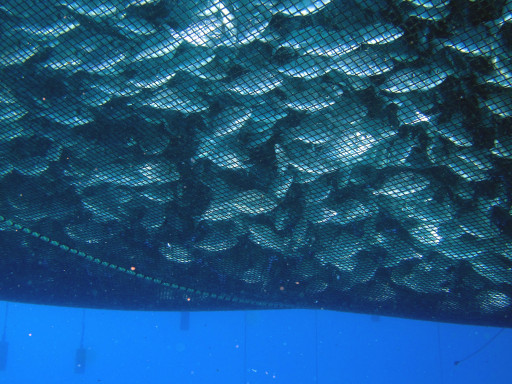 European Parliament discusses transport of live farmed fish based on CCMAR study Generic representation of European Parliament discusses transport of live farmed fish based on CCMAR study