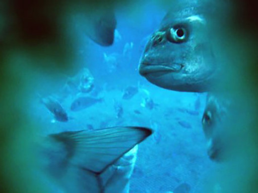 Study points how to improve the well-being of seabream aquaculture Generic representation of Study points how to improve the well-being of seabream aquaculture