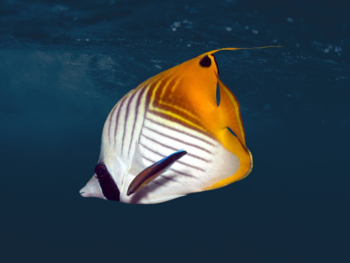 peixe borboleta e peixe limpador