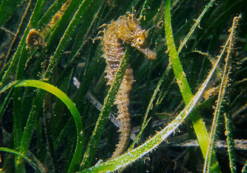 Nas pradarias de ervas marinhas todos os cavalos são marinhos (2ª edição) Generic representation of Nas pradarias de ervas marinhas todos os cavalos são marinhos (2ª edição)
