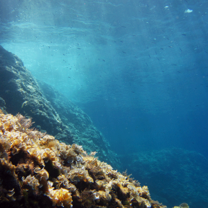 Algae
