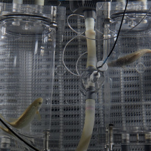 Fish in a high-tech tank