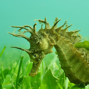 Seahorse Hippocampus guttulatus